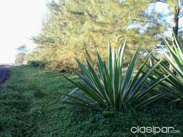 Terreno títulado, lote — foto 2