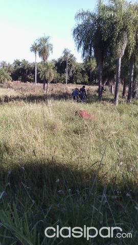 Vendo terreno de 40 hectáreas, Zona Pirayú – Tabaí — foto 2