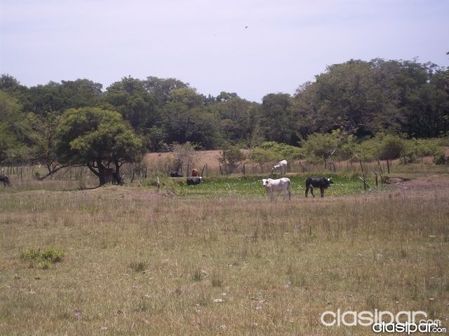 VENDO QUINTA DE 13.5 HECTÁREAS!! TARUMANDY, 8° COMPAÑIA LUQUE — foto 2