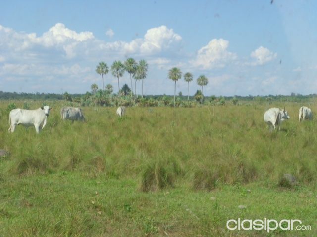 VENDo ESTANCIA EN CONCEPCION — foto 3