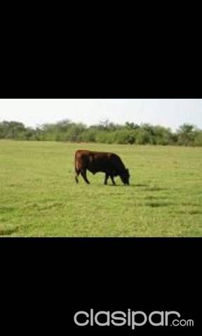 Vendo hermoso lote de terreno fértil. — foto 2