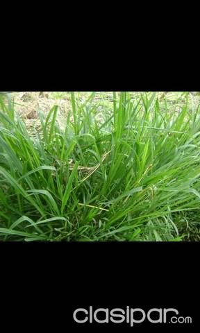 Vendo hermoso lote de terreno para industrias. — foto 2