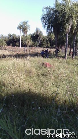 VENDO TERRENO DE 9 HECTAREAS Y MEDIA EN PIRAYU – TAVA I, A 31.500.000 CHECTAREA — foto 2