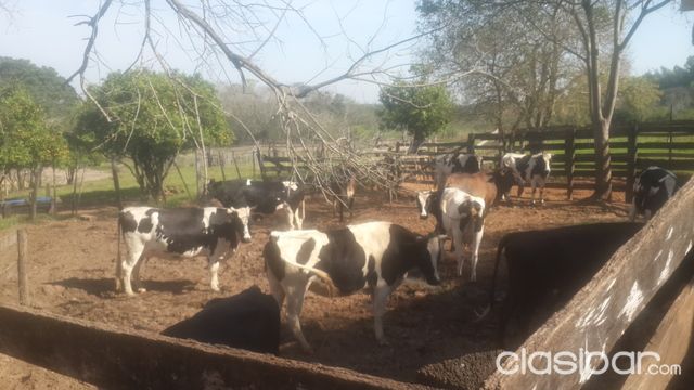 vendo terreno 8 htas y media en San Pedro Chore — foto 2