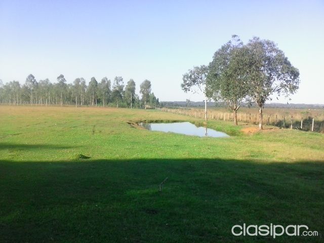 EN CORONEL BOGADO, VENDO GRANJA DE 15 HECTAREAS — foto 2