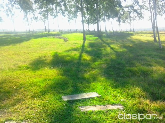 EN CORONEL BOGADO, VENDO GRANJA DE 15 HECTAREAS — foto 3