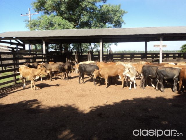 VENDO HERMOSA ESTANCIA EN MISIONES A MINUTOS DE VILLA FLORIDA — foto 3