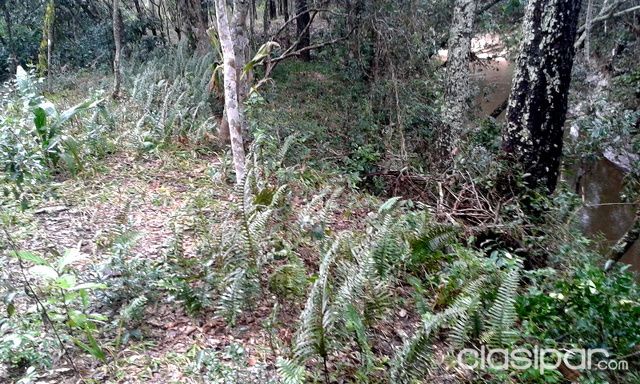 10.000 qm terreno con pradera, bosque y arroyo en Piribebuy — foto 2