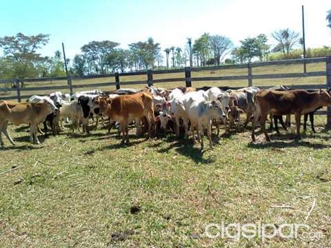 Vendo propiedad para engorde de ganado — foto 3
