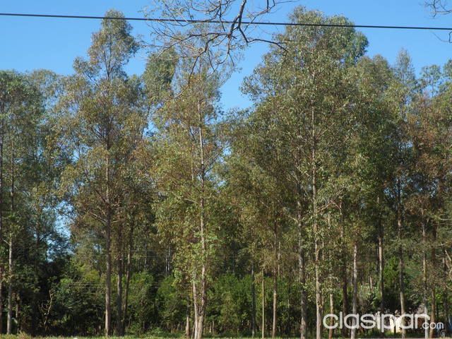 Vendo Terreno CON REFORESTACIÓN ubicado en Caaguazu sobre la Ruta Internacional Nro 7 — foto 2