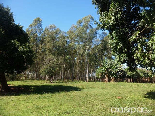 Vendo Terreno CON REFORESTACIÓN ubicado en Caaguazu sobre la Ruta Internacional Nro 7 — foto 3