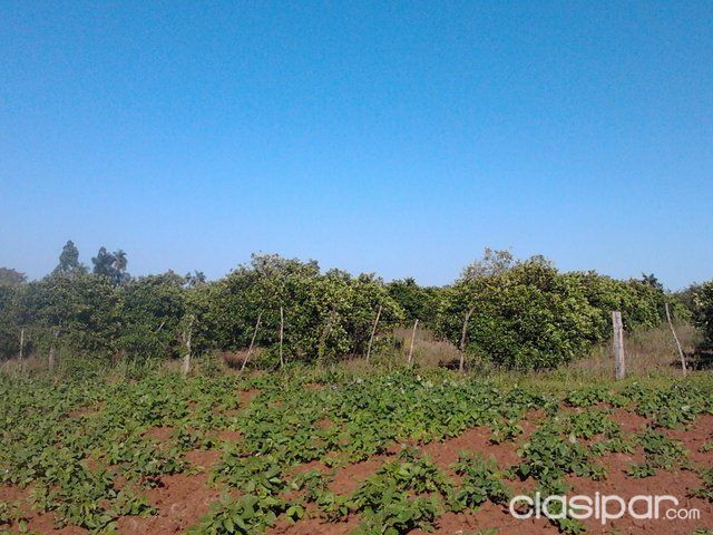 Vendo Terreno 7 has. en San Cosme y Damián — foto 2