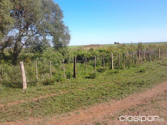 Vendo Terreno 7 has. en San Cosme y Damián — foto 3