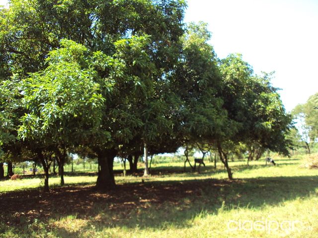 Vendo Hermoso Terreno — foto 3