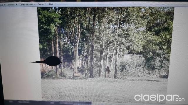 Vendo 2 terrenos juntos en pablo rojas barrio san antonio — foto 3