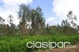 VETA DE TERRENOS, CASAS, DUPLEX, TINGLADOS — foto 2
