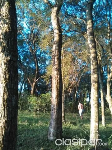 GRAN OFERTA HERMOSA PROPIEDAD DE 13HAS. EN YBYCUI..!! — foto 2