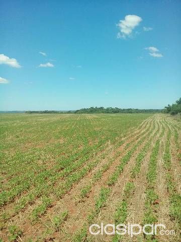 Campo en coronel bogado — foto 2