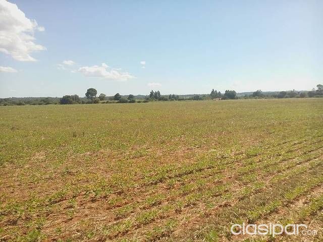 Campo en coronel bogado — foto 3