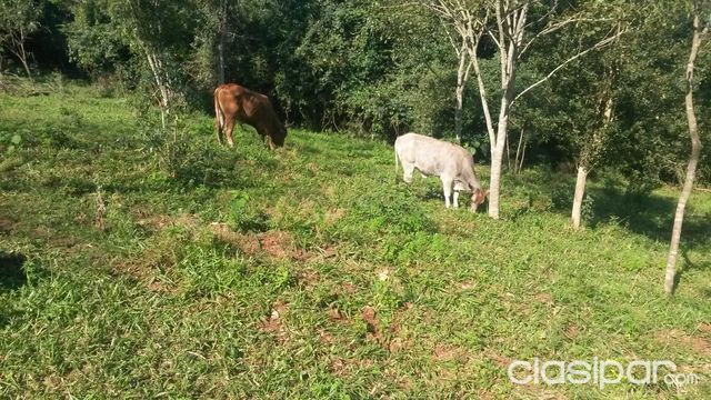 OFERTA: VENDO ESTANCIA FORMADA-ZONA CARAYAO (CAAGUAZU) — foto 3