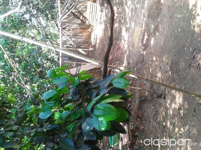 Vendo terreno arrendado en villarrica. — foto 2