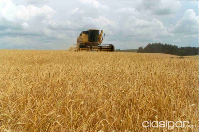 ALTO PARANA - ZONA NARANJAL - PROPIEDAD AGRICOLA — foto 2