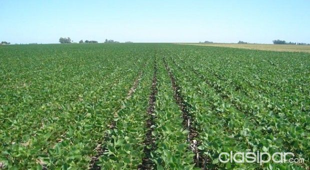 ALTO PARANA - ZONA NARANJAL - PROPIEDAD AGRICOLA — foto 3