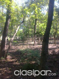 VENDOOOOO UNA HERMOSA GRANJA DE 17 HECTÁREAS EN YAGUARON — foto 2