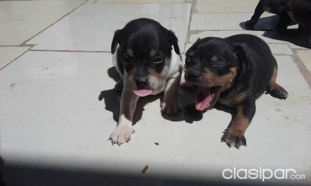 Ofertas super especial de pincher — foto 2