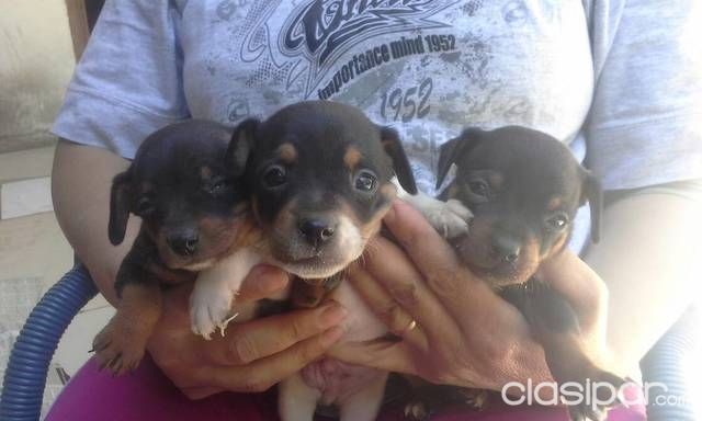 Ofertas super especial de pincher — foto 3
