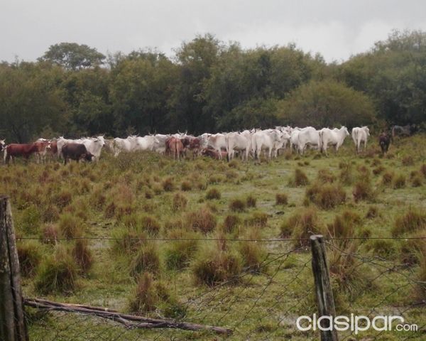 Vendo Estancia en el Chaco Dpto. Pte. Hayes — foto 3