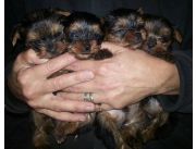 DIMINUTOS Y HERMOSOS MINI YORKSHIRE, APROVECHELOS