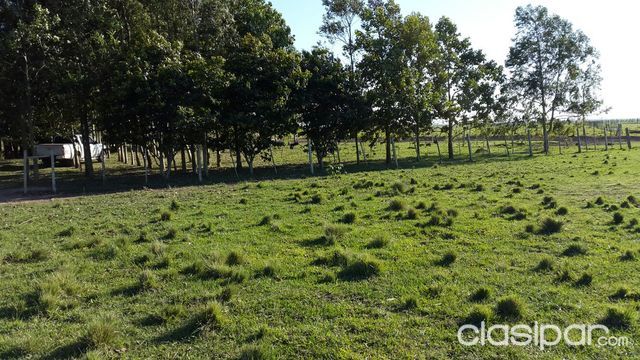 VENDO 270 has Santa Rosa Misiones — foto 2