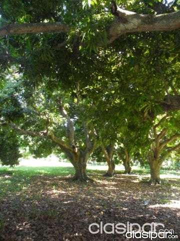 Terreno en Aregua Excelente Ubicacion — foto 3