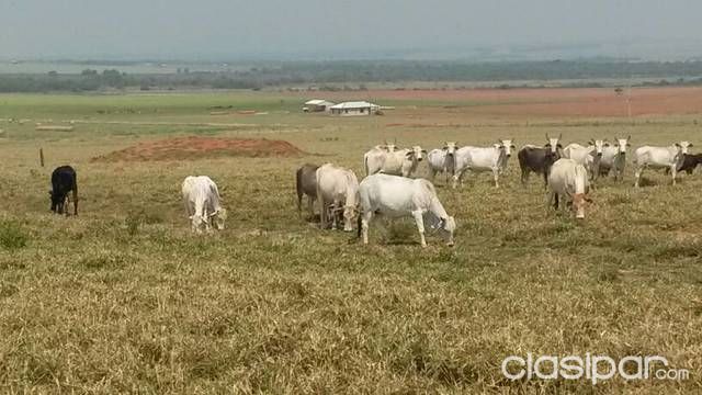 Desmamantes vaquillas vacas — foto 2