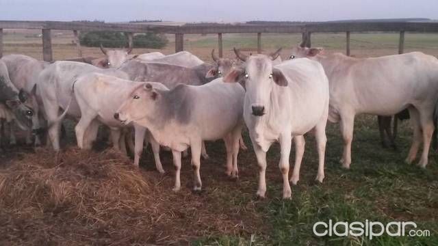 Desmamantes vaquillas vacas — foto 3