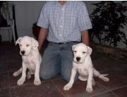 CACHORROS DOGOS DE 2 MESES, PRECIOSOS!!!