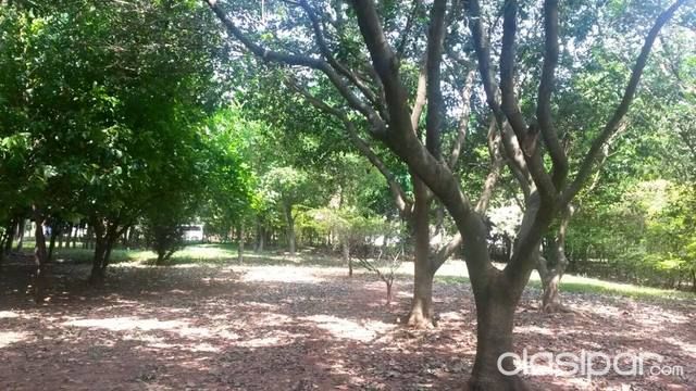6 lotes en CAACUPE — foto 2