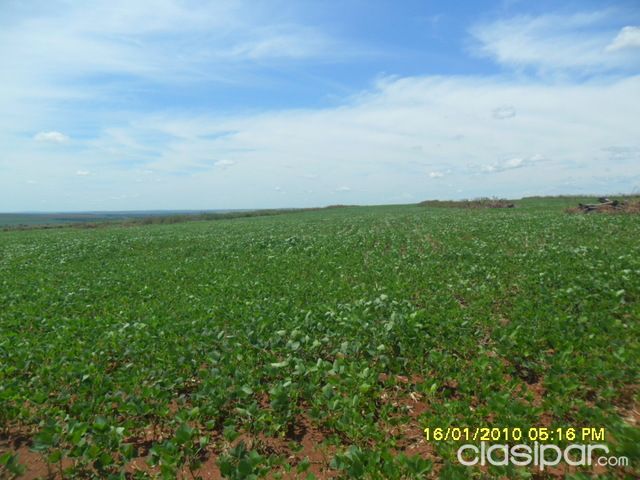 Río Verde..Plantación de soja — foto 3