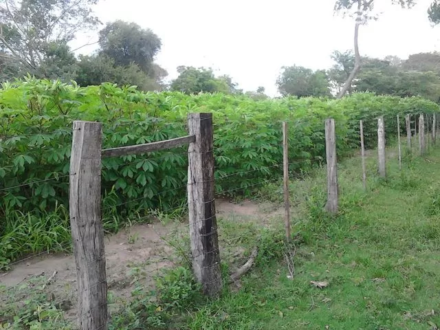 OFERTA VENDO ESTABLECIMIENTO EN CORDILLERA 500 HAS — foto 2
