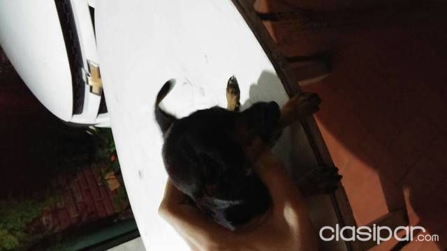 Vendo Pinscher 1 Puro — foto 3