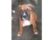 PRECIOSOS CACHORROS BOXER DISPONIBLES!!