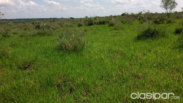 Espetacula Oferta Ofrezco hermosa Propiedad 100 hctas en zona de Caaguazu especial para la Agricultura y la Ganadería — foto 2