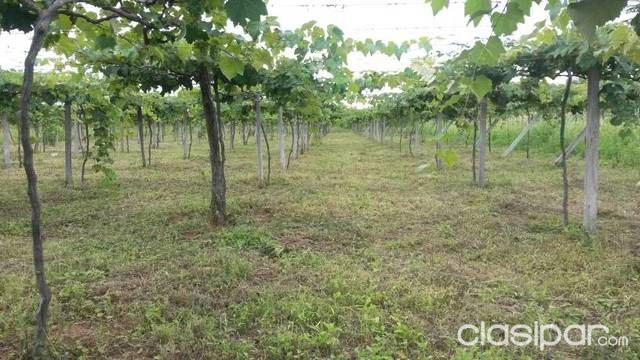 VENDO TERRENO — foto 3