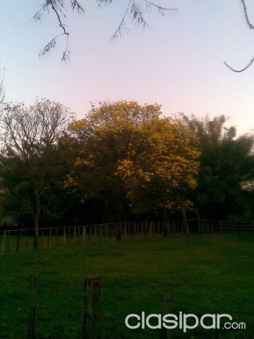 ESTANCIA-CAMPO SANTA ANA - 270 Has. - MBOCAYATY, GUAIRA — foto 3