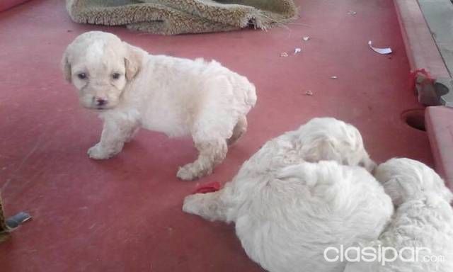 Vendo cachorros — foto 2