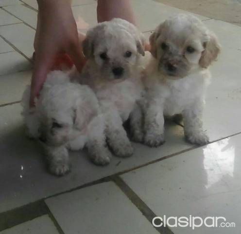 Vendo cachorros — foto 3