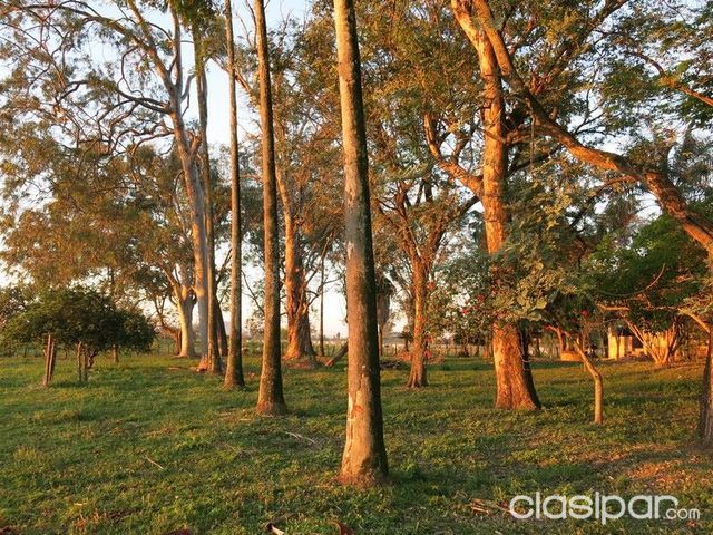 VENDO CAMPO NATURAL DE 900 HAS. A 55 KM DE ASUNCIÓN — foto 3