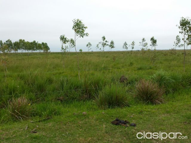 VENDO CAMPO TITULADO — foto 2