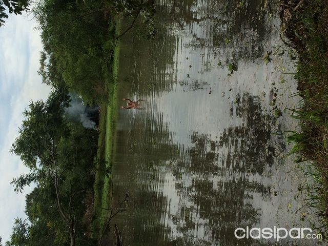 Vendo Granja 6,5 HA — foto 3